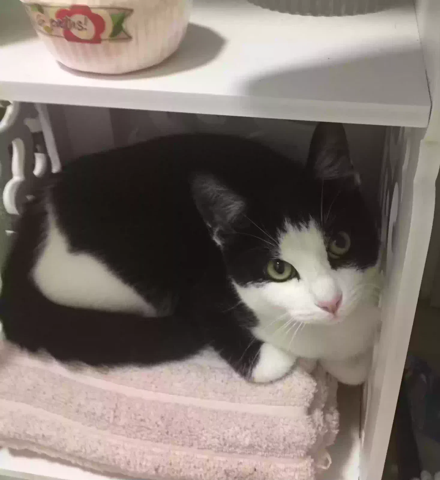 Luna, Unknown Cat for adoption in Leicester, England