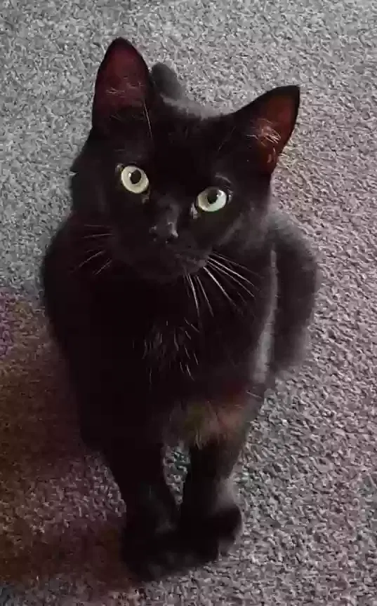 Tilly, Unknown Cat for adoption in Canterbury, England