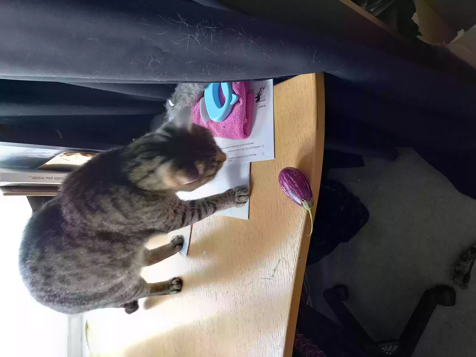 Ted, Short-haired Cat for adoption in Bristol, England