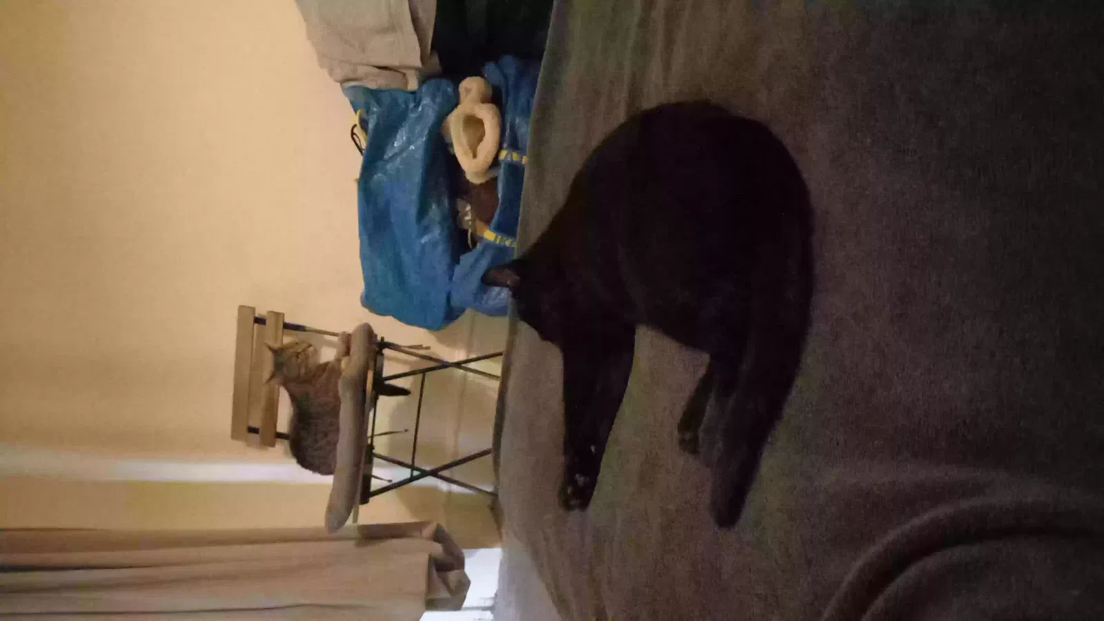 Dougie, Short-haired black Cat for adoption in Bristol, England