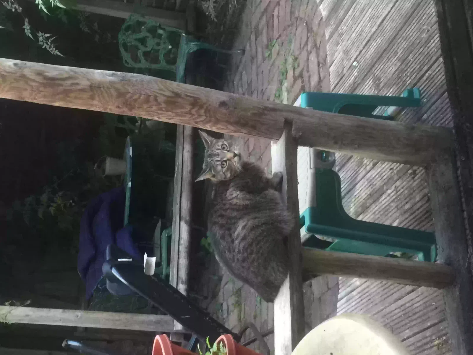 Ted, Short hair tabby Cat for adoption in Bristol, England