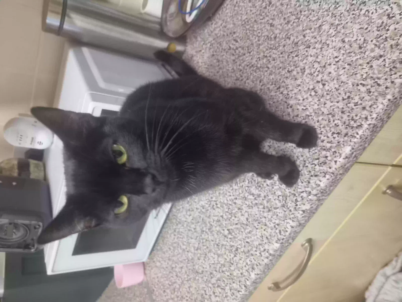 Cat, Domestic short hair Cat for adoption in Cambridge, England