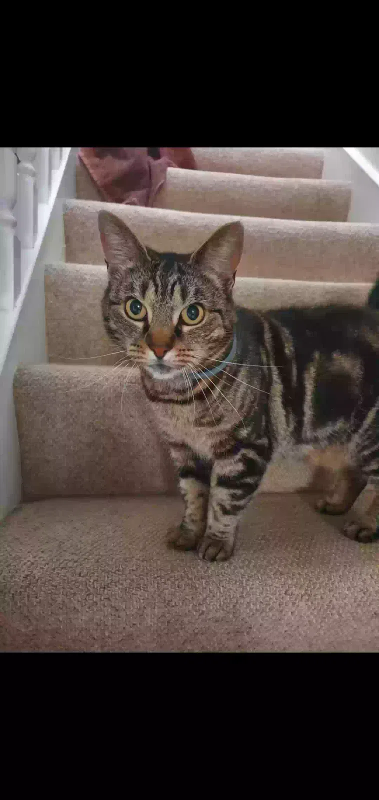 Olive, Unknown Cat for adoption in Bristol, England