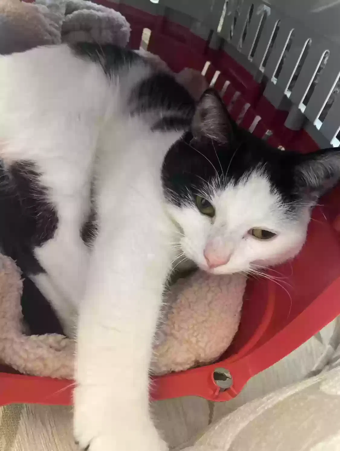 Mochi, Domestic short hair Cat for adoption in Aberdeen, Scotland
