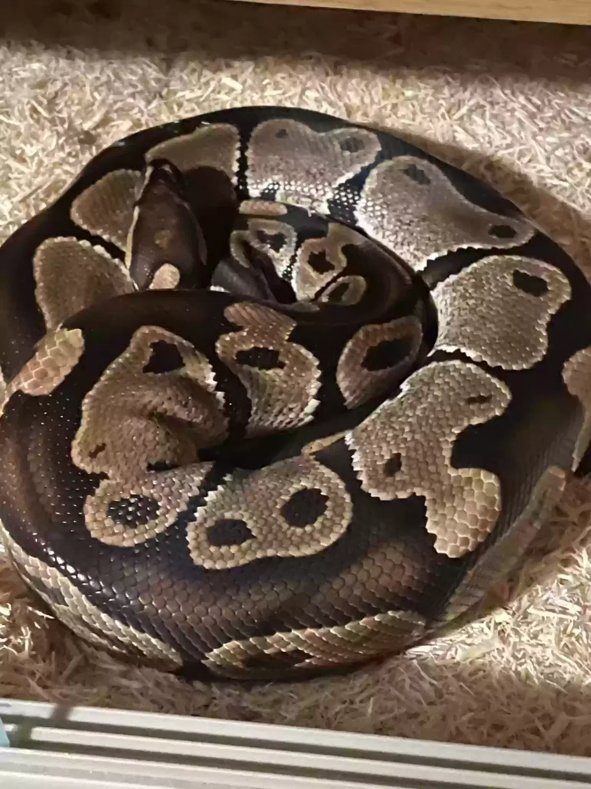 Ekans, Royal Python Reptile for adoption in Newcastle Upon Tyne, England