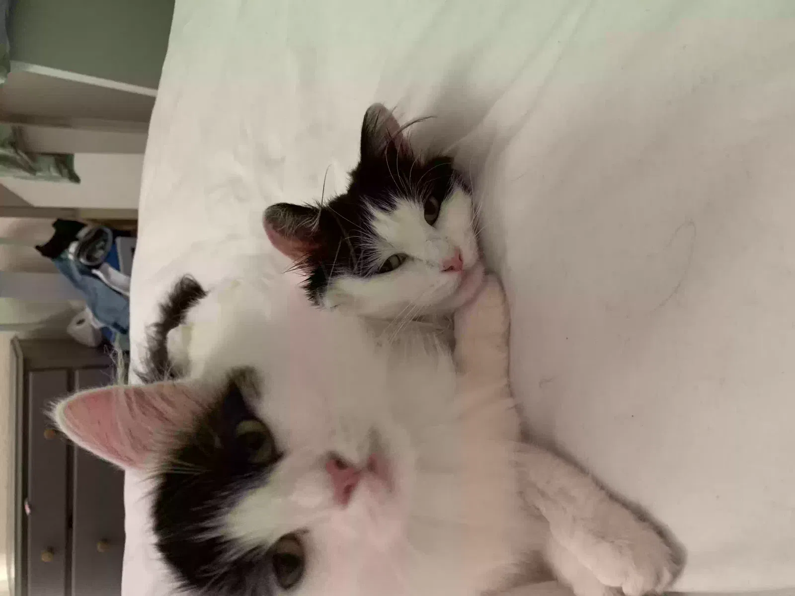 Peanut and pancake, Unknown Cat for adoption in Manchester, England