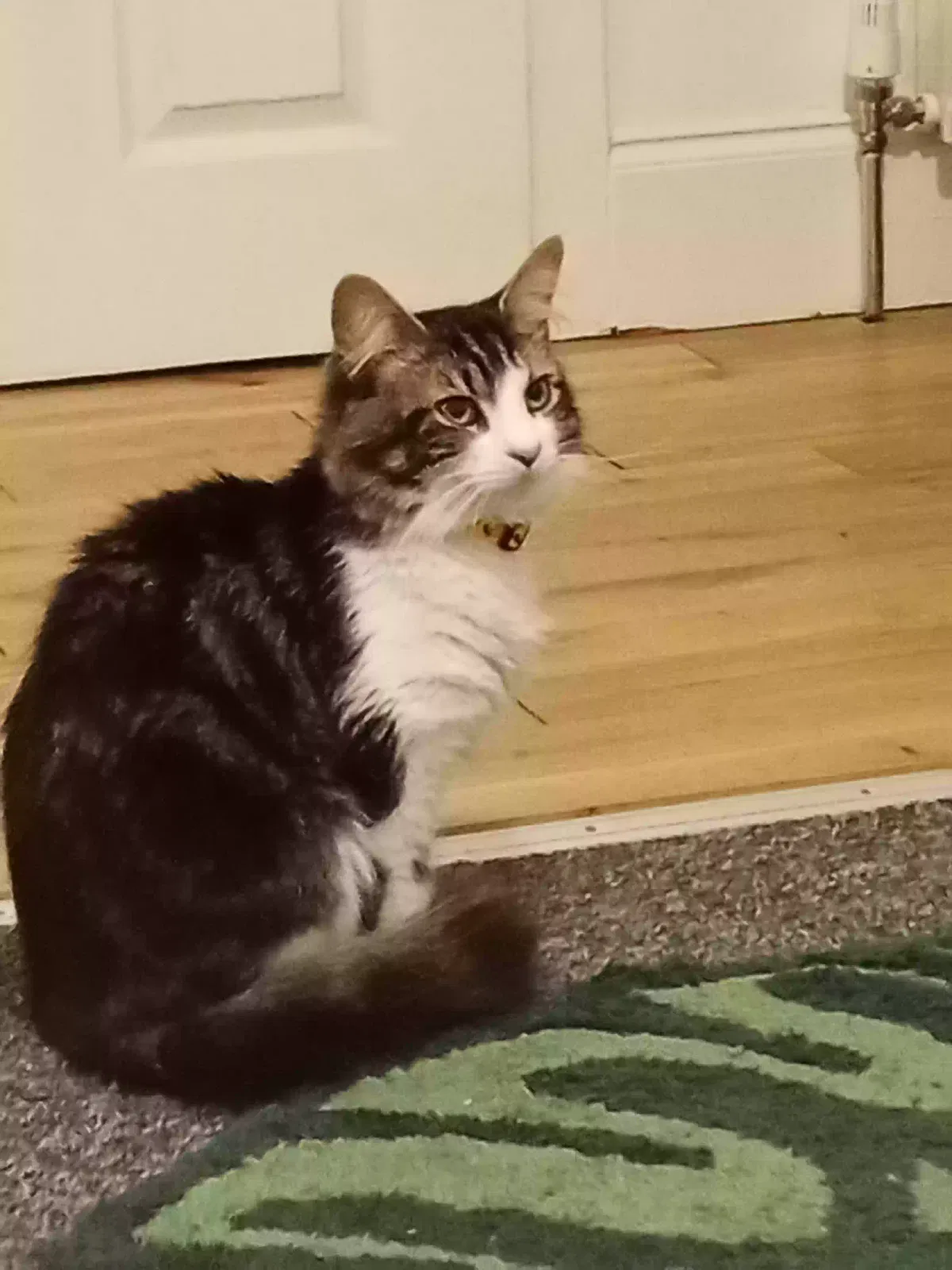 Muffin, I don't no Cat for adoption in Edinburgh, Scotland