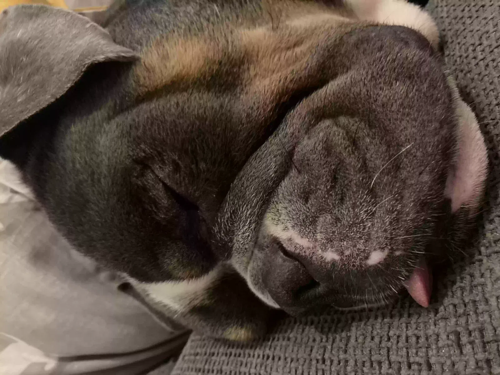 Pavlo, Olde Tyne bulldogge Dog for adoption in Derby, England