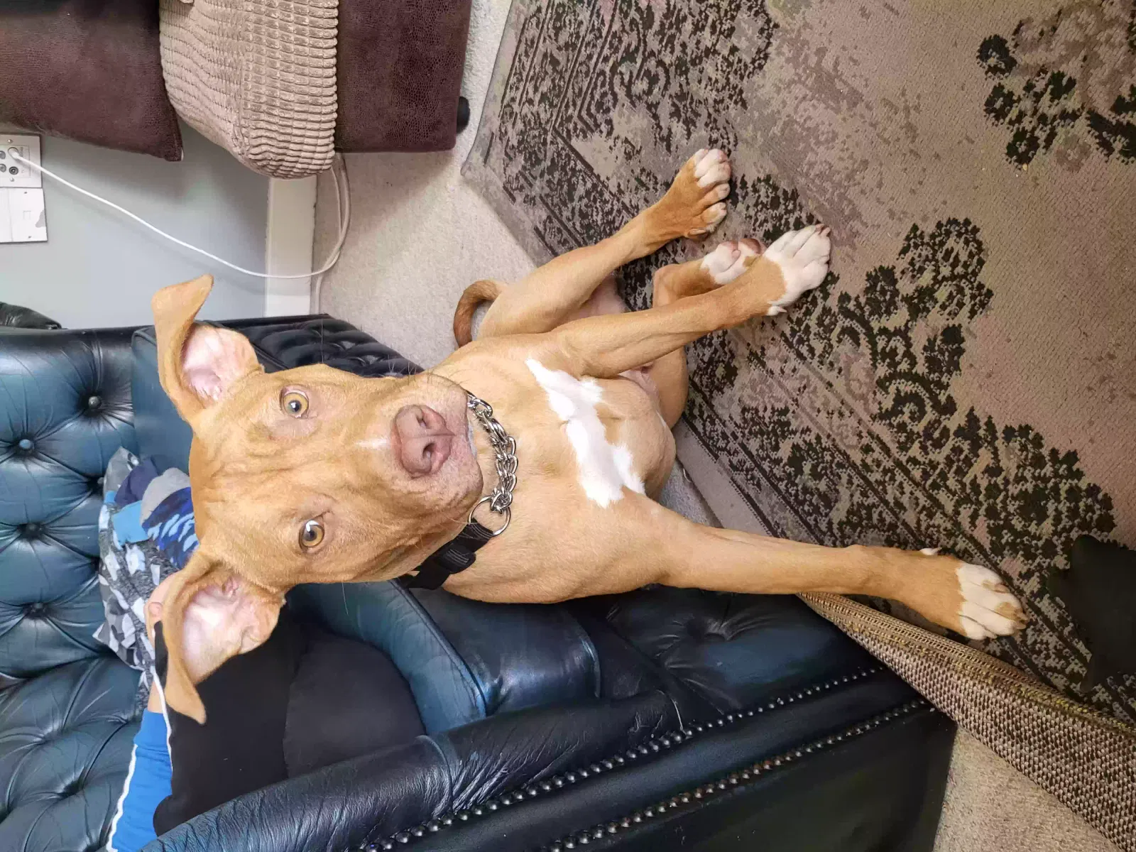 Kano, Unknown Dog for adoption in London, England