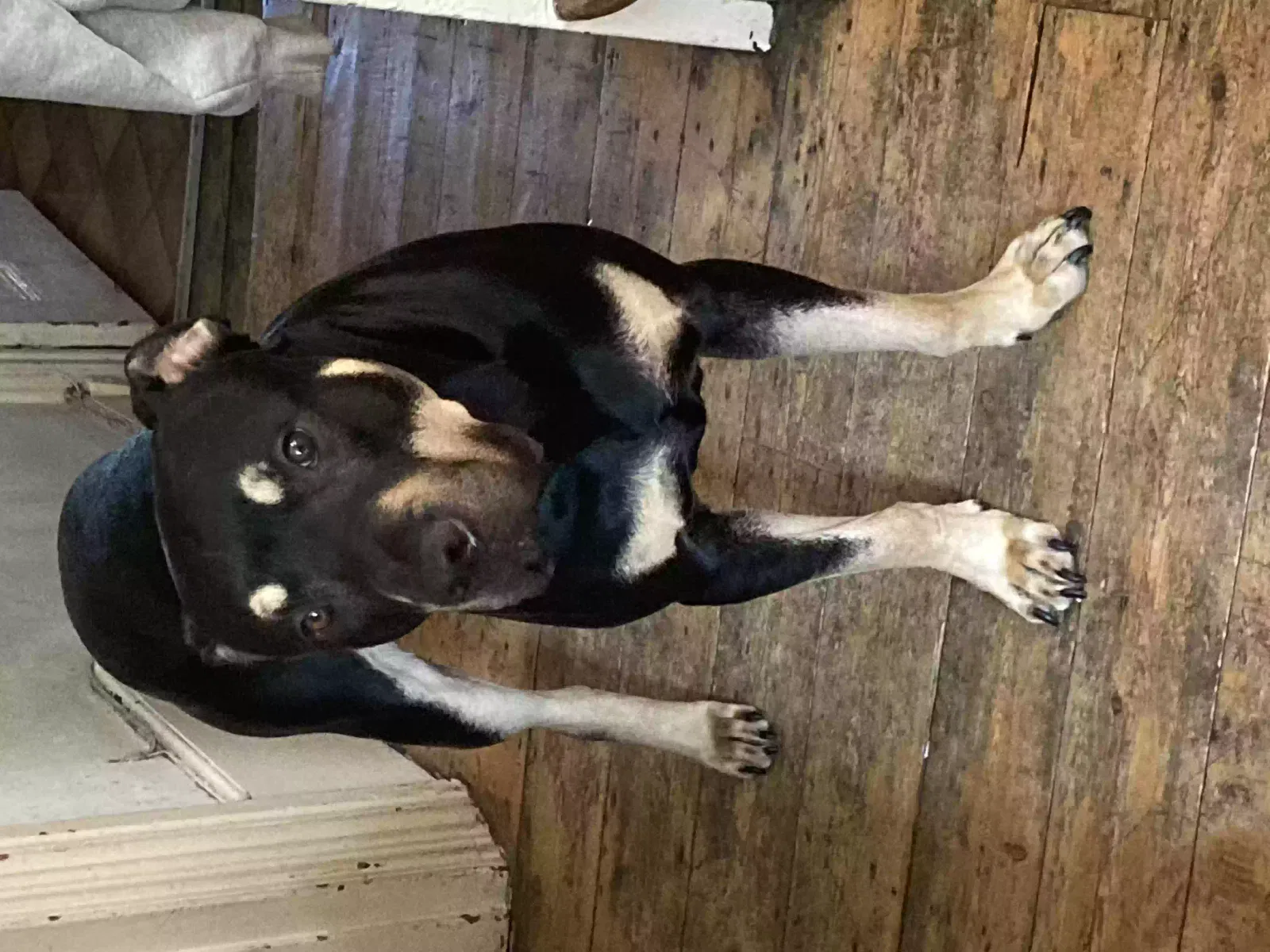 DJ, American Bull dog / Rottweiler Dog for adoption in London, England