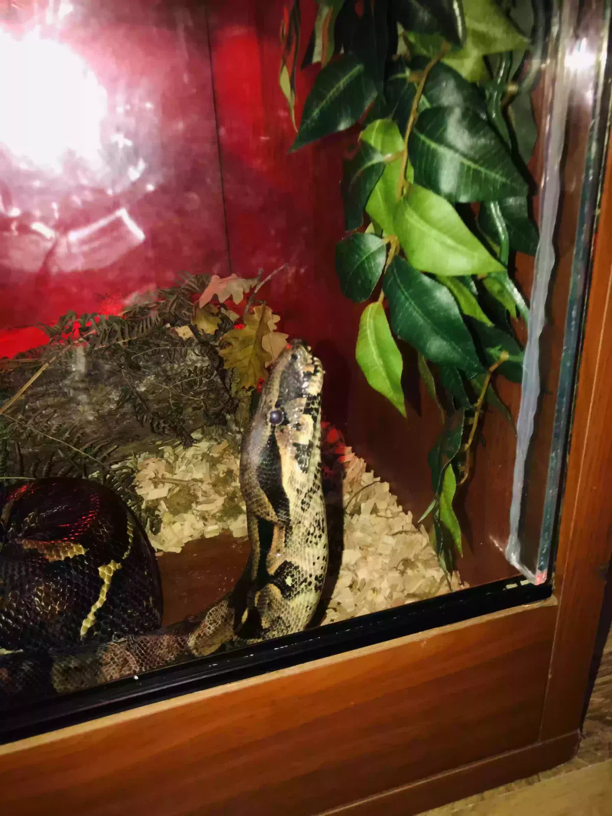 Bowie, Boa Reptile for adoption in Salisbury, England