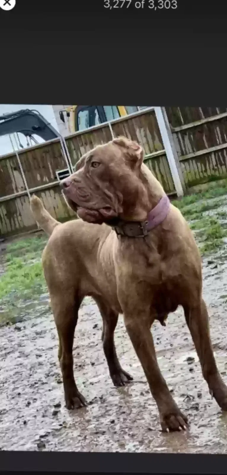 Foosa, Neopolitan mastif Dog for adoption in Sunderland, England