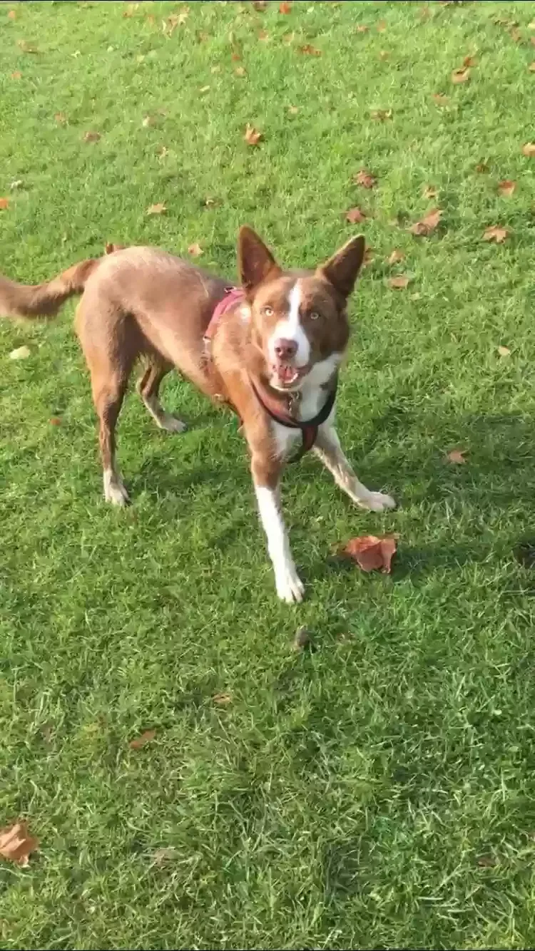 Tucker, Border collie Dog for adoption in Glasgow, Scotland