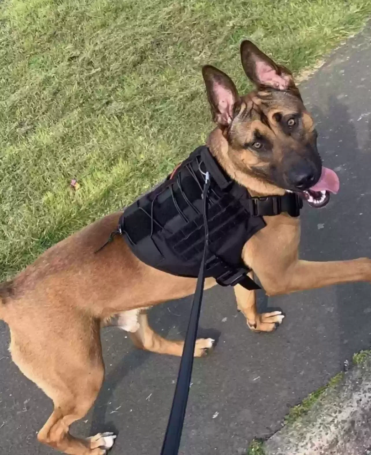 Rocko, Unknown Dog for adoption in Bangor, Wales