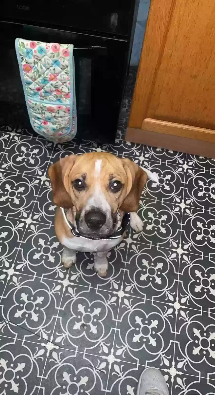 Buzz, Beagle Dog for adoption in Cardiff, Wales