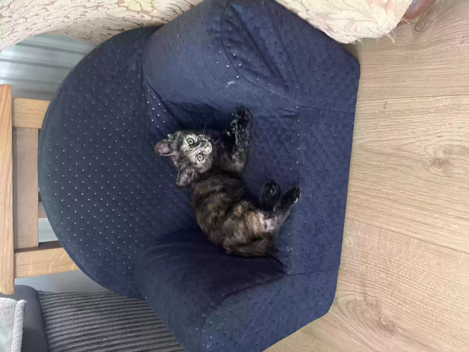 Mimi, Unknown Cat for adoption in Lincoln, England