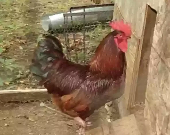 3 x RIR cockerels, Rhode island red Bird for adoption in Newcastle Upon Tyne, England