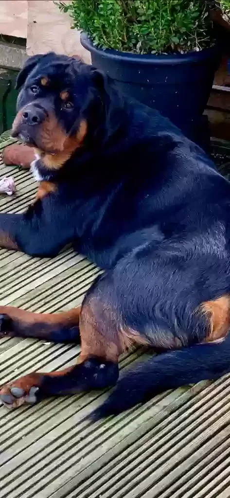 Reggie, Rottweiler Dog for adoption in Manchester, England