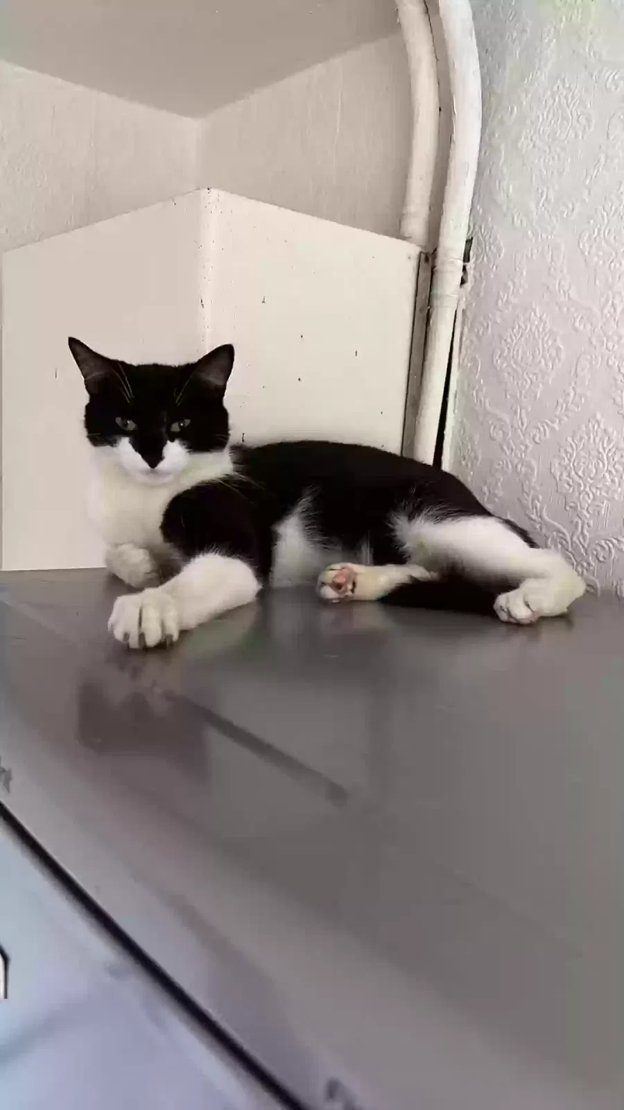 miti, Unknown Cat for adoption in Liverpool, England