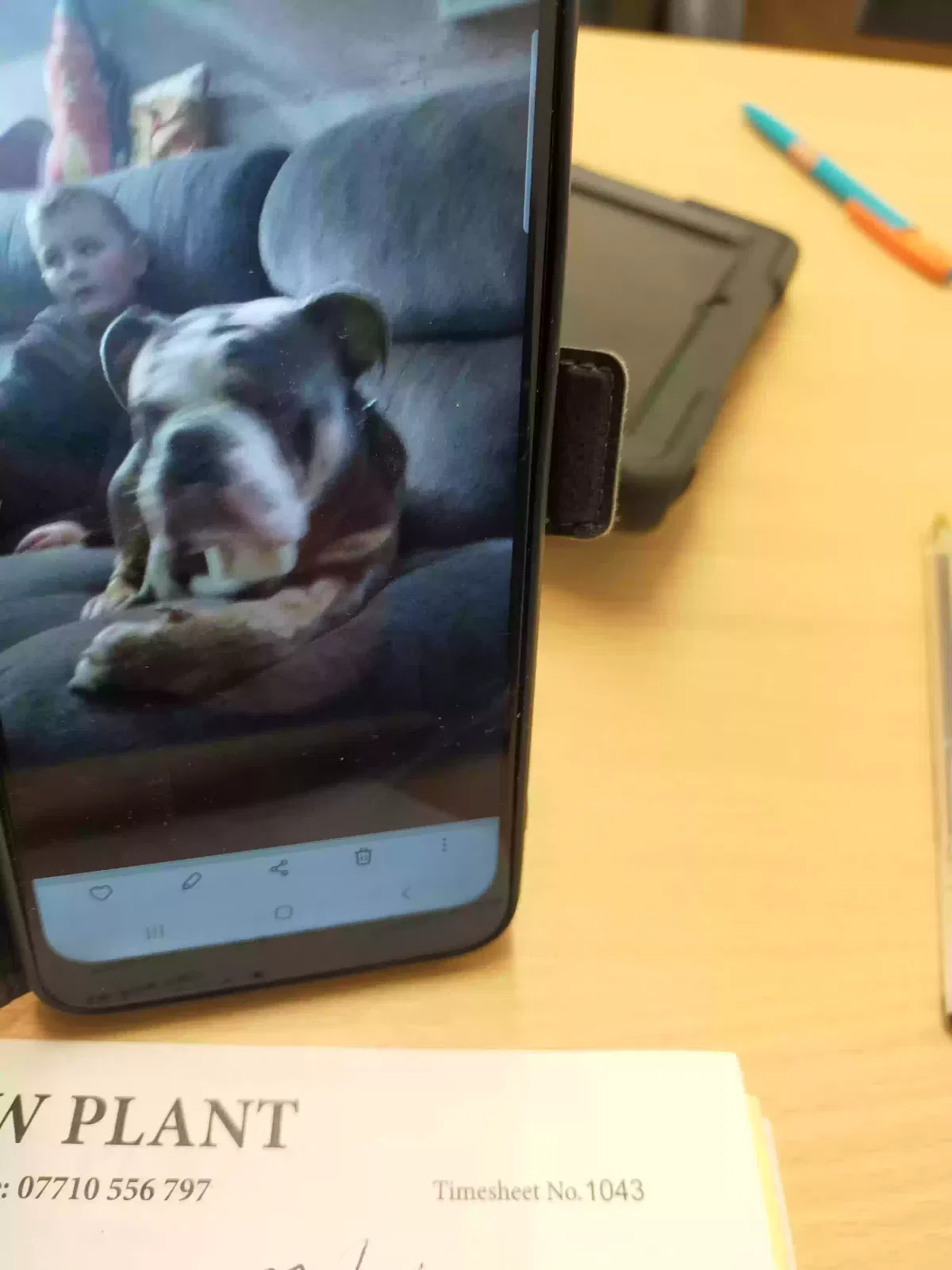 Taz, Olde English bulldog Dog for adoption in Glasgow, Scotland