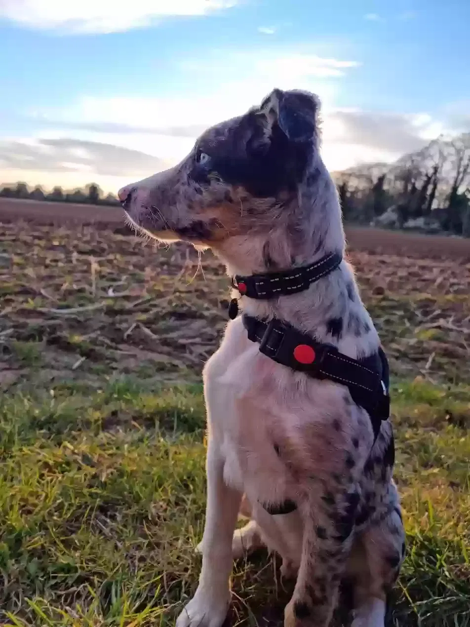 Zagreus 'Zag' Olaf Grey, Border Collie Dog for adoption in Cambridge, England