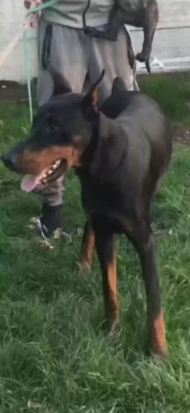 Dog, Doberman Dog for adoption in London, England