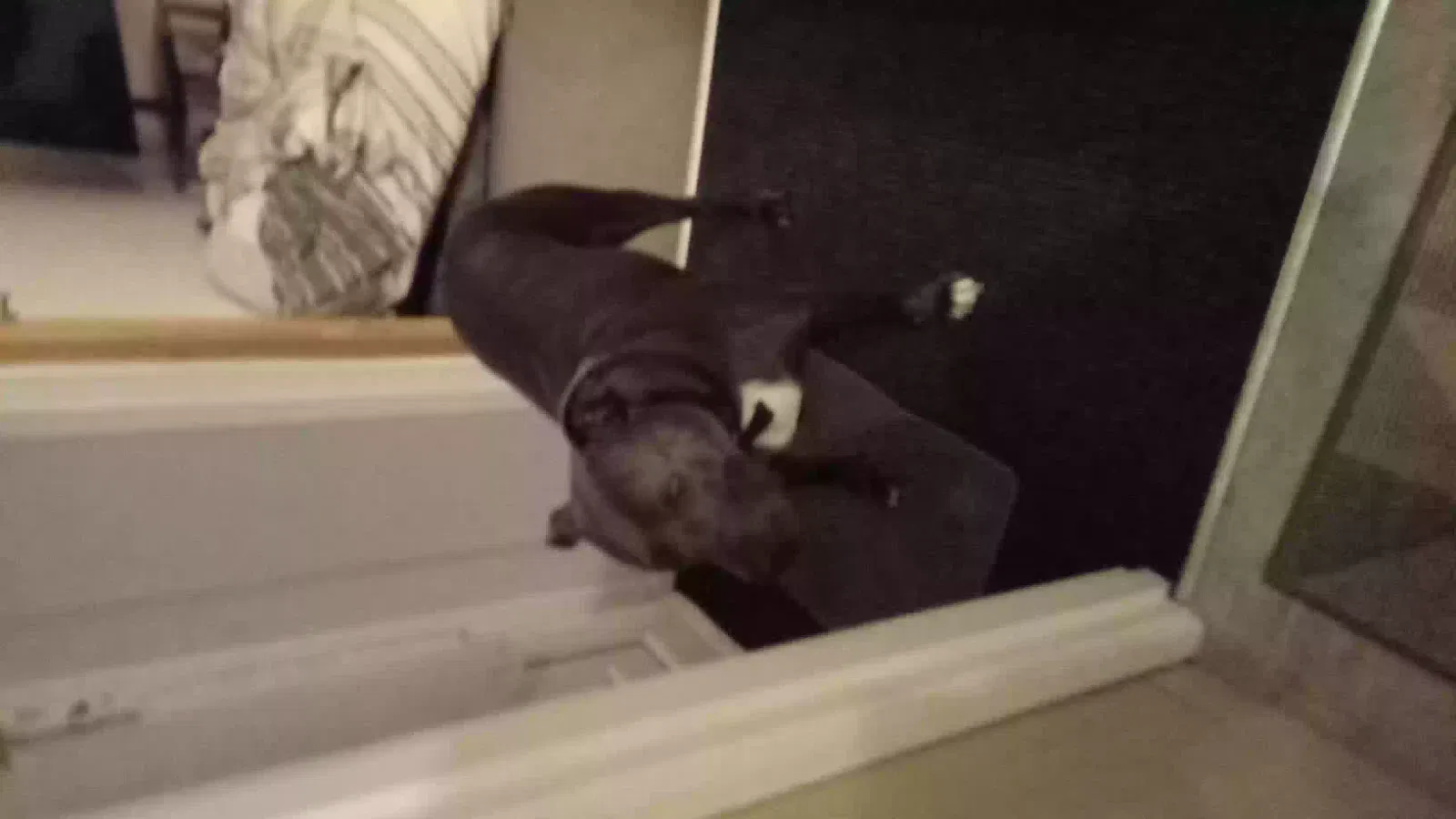 Blue, American staffy Dog for adoption in London, England
