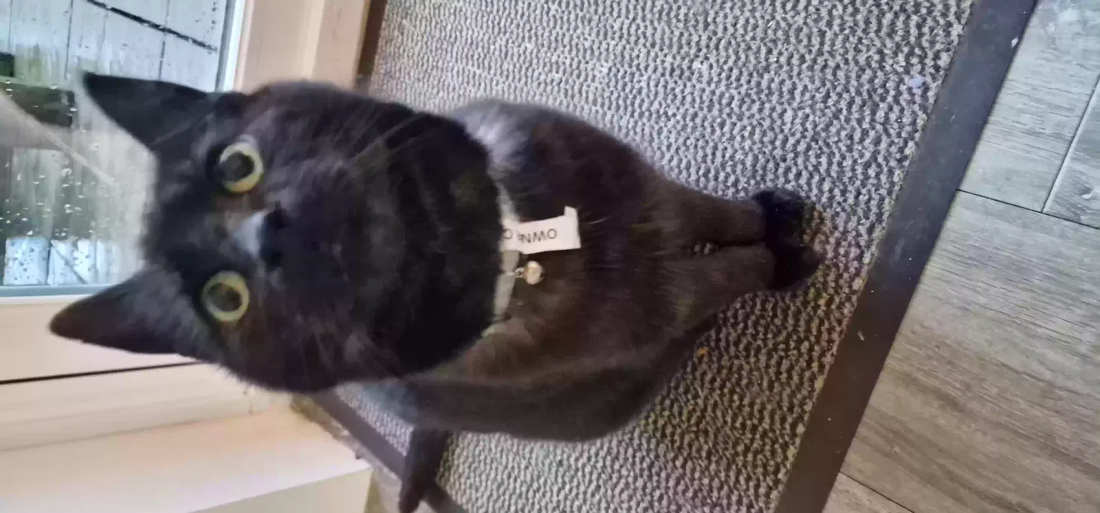 Brian, Unknown Cat for adoption in Plymouth, England