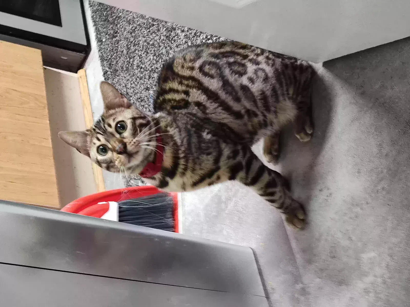 Busta, Bengal Cat for adoption in Glasgow, Scotland