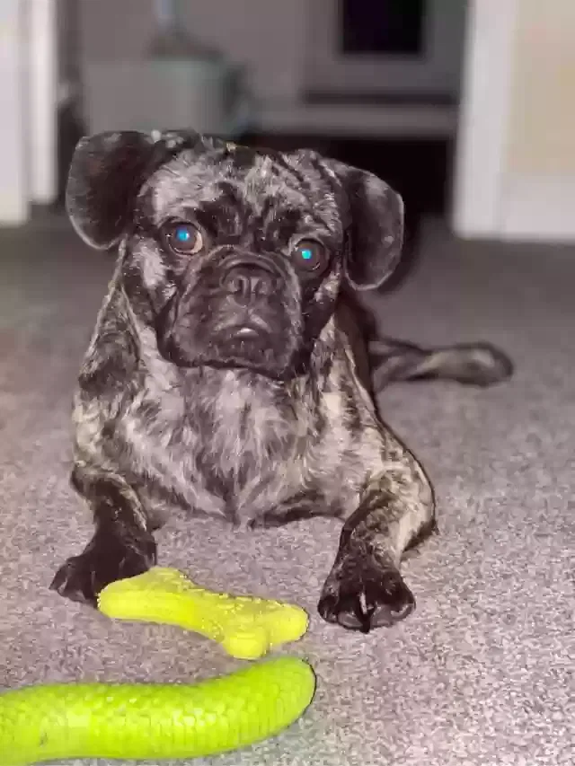 Leo, Crossbreed pug and French bull dog Dog for adoption in Sheffield, England