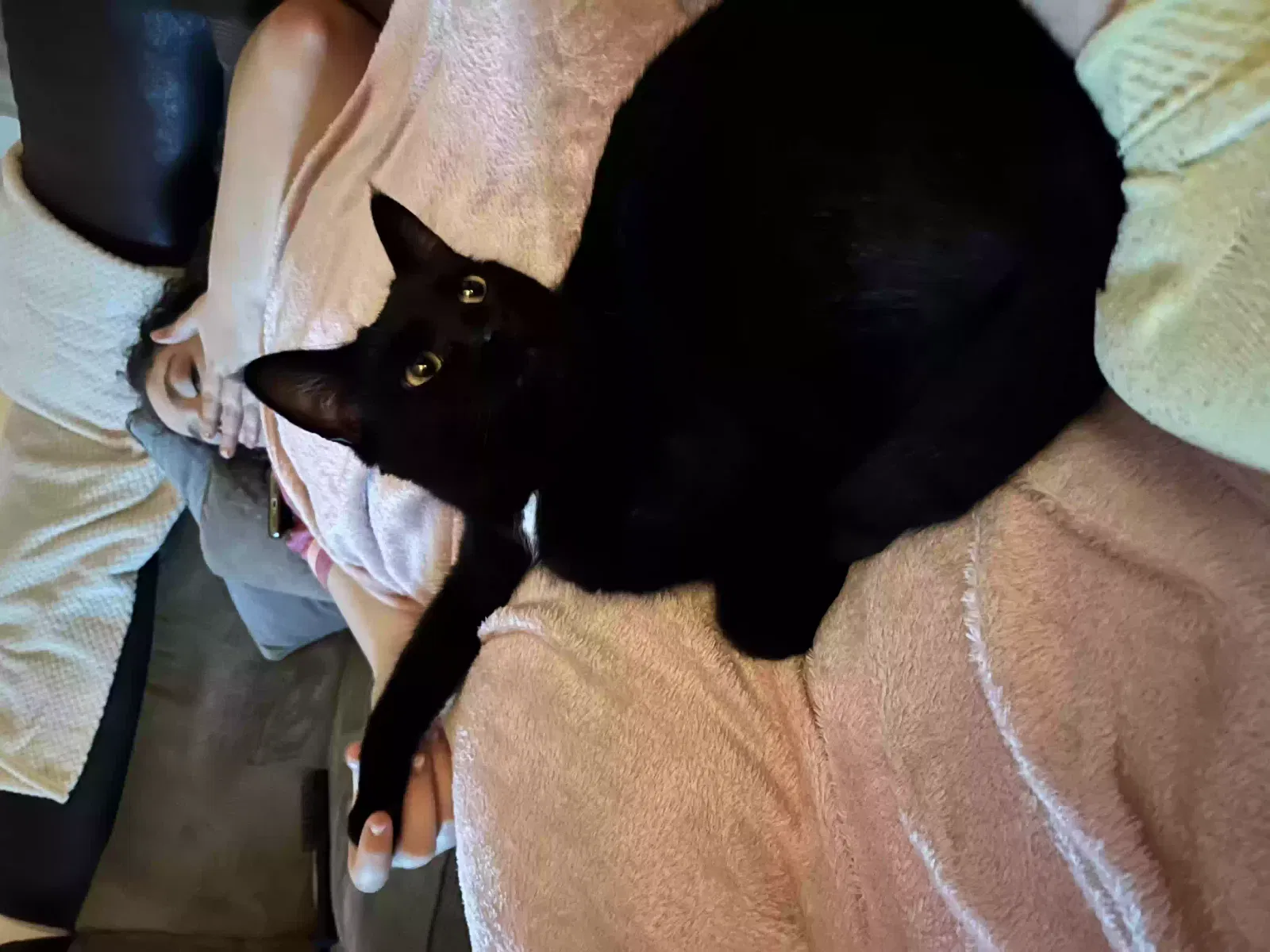 Mojo, House short hair Cat for adoption in Southampton, England