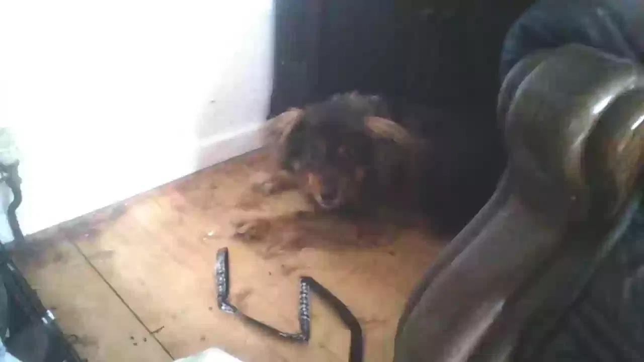 nat, border collie x Dog for adoption in Glasgow, Scotland