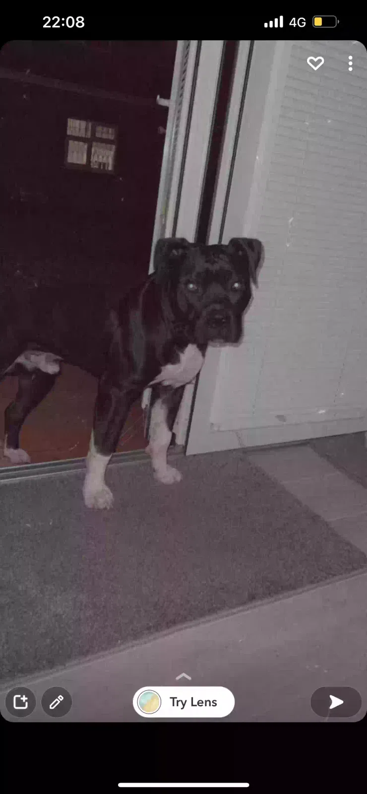 Prada, Xl bully Dog for adoption in London, England