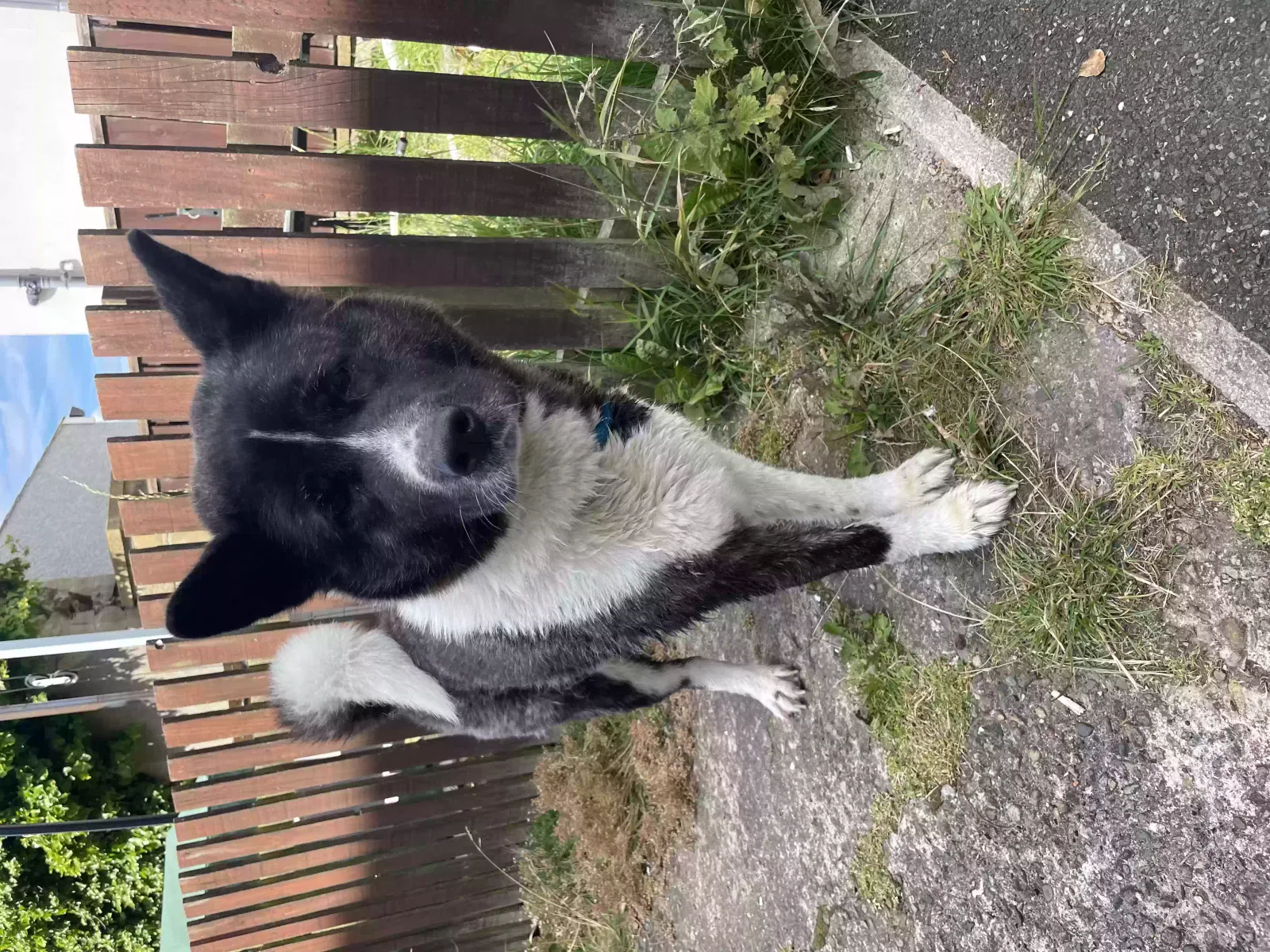 Lola, Akita Dog for adoption in Durham, England