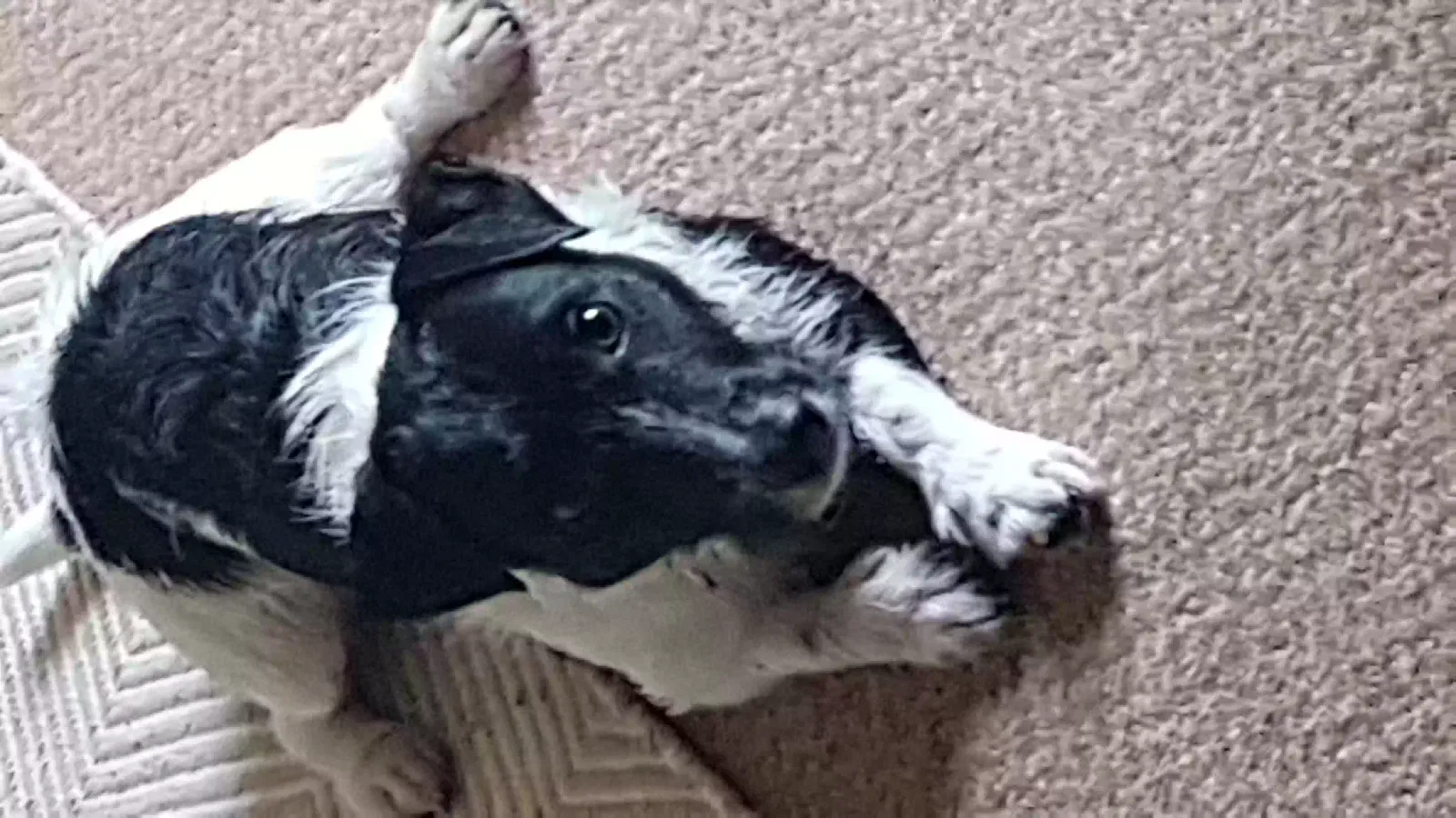 Rocket, Jack Russell Dog for adoption in Lincoln, England