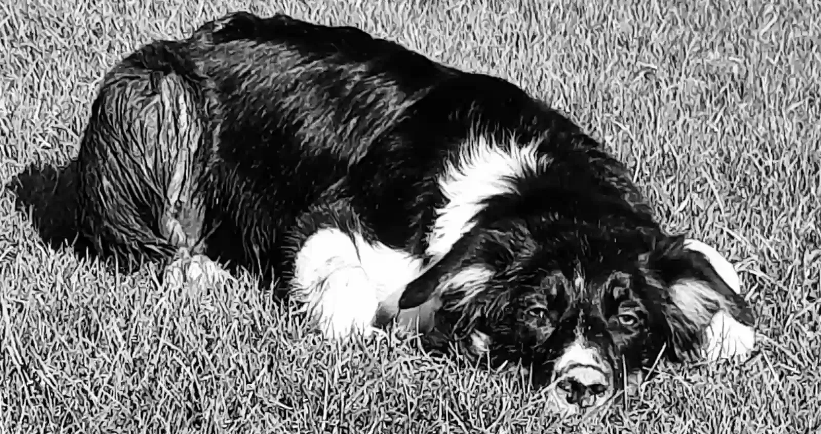 Duke, Border collie Dog for adoption in Worcester, England