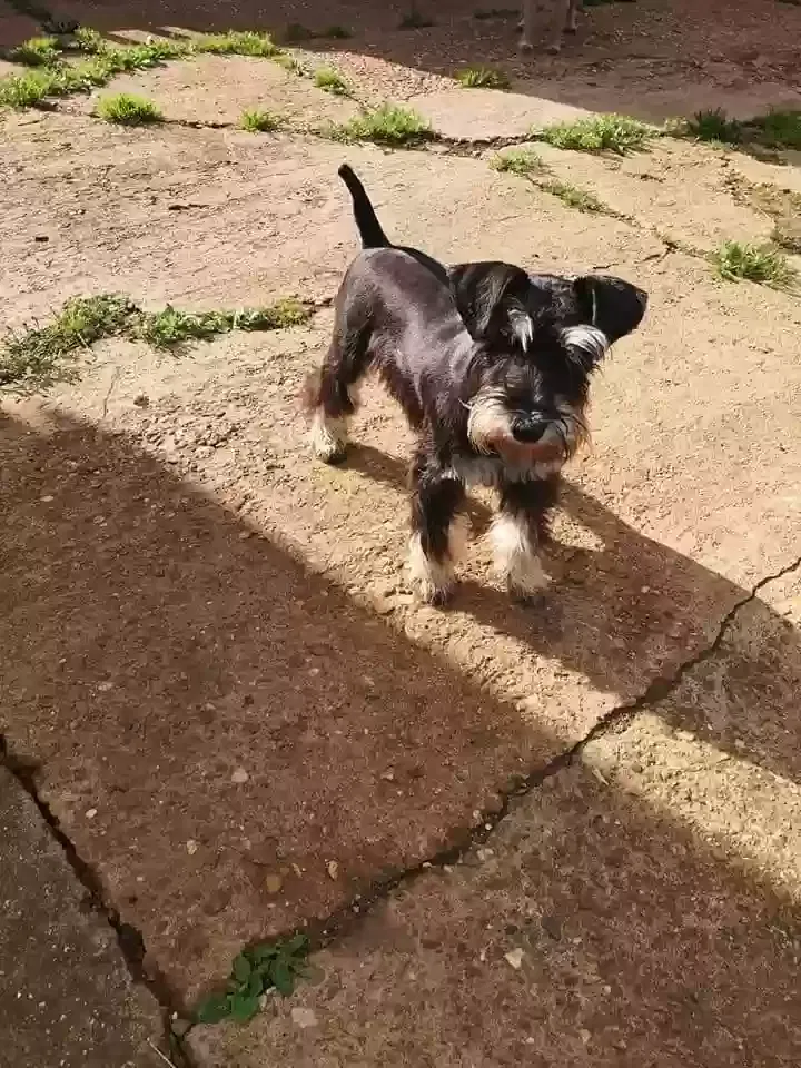 Rosie, Miniature schnauzer Dog for adoption in Kingston Upon Hull, England
