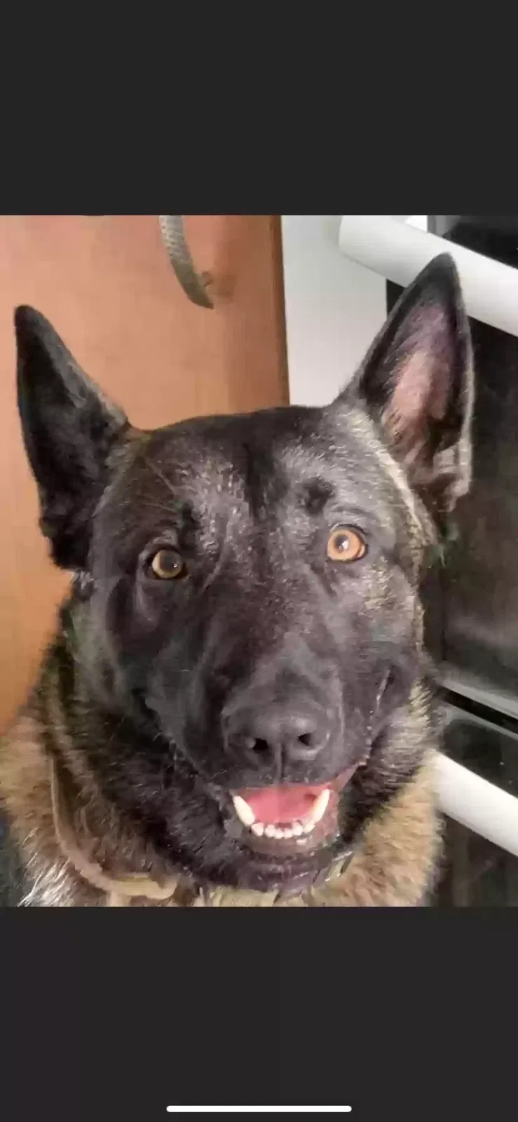 Max, Belgium malinoise Dog for adoption in Liverpool, England
