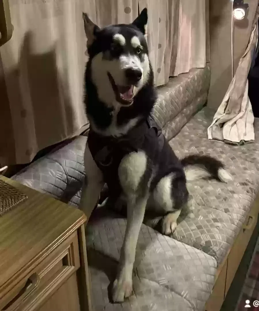 zion, Alaskan Malamute Dog for adoption in Glasgow, Scotland