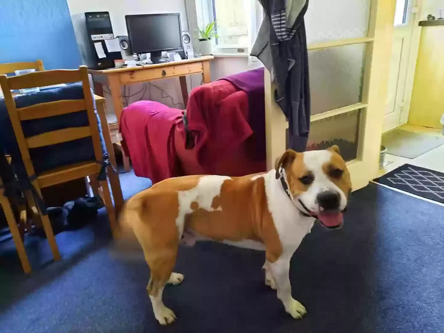 Champ, Staffy cross Dog for adoption in Leicester, England