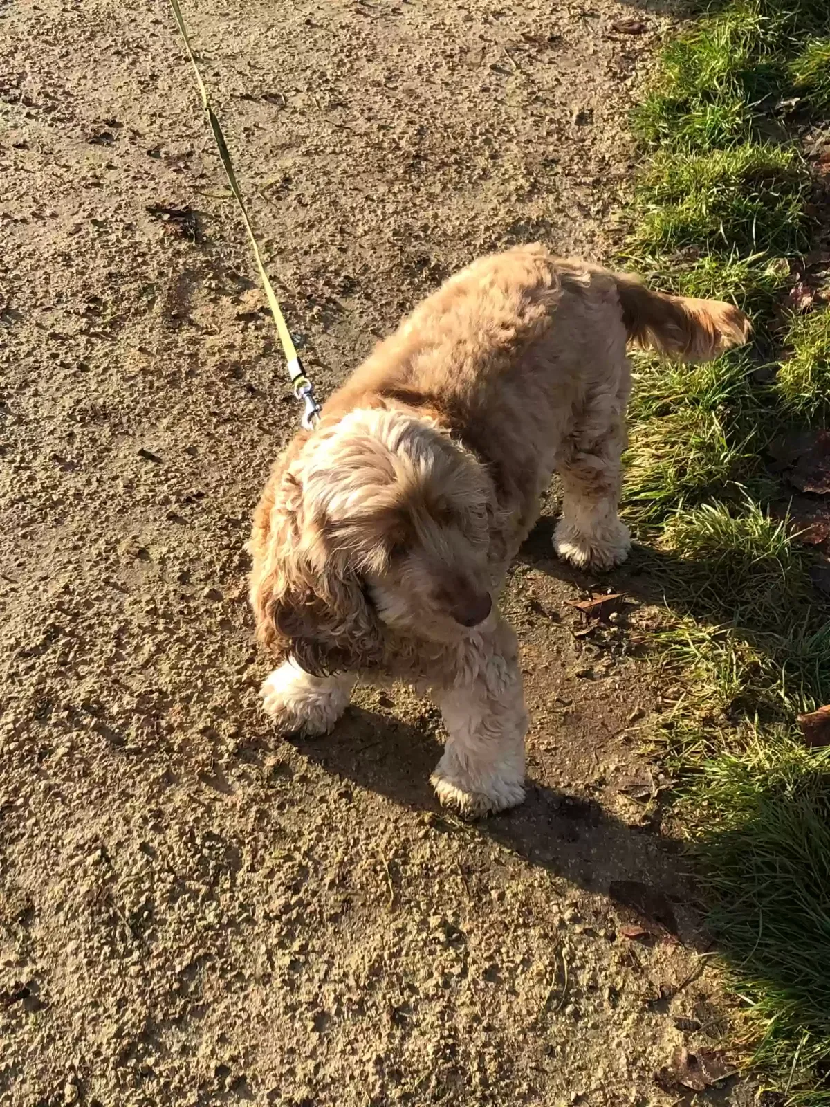 Narla, Cocker spaniel Dog for adoption in Peterborough, England
