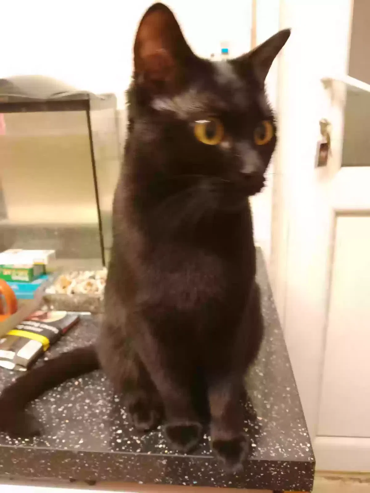 dolly, Unknown Cat for adoption in Norwich, England