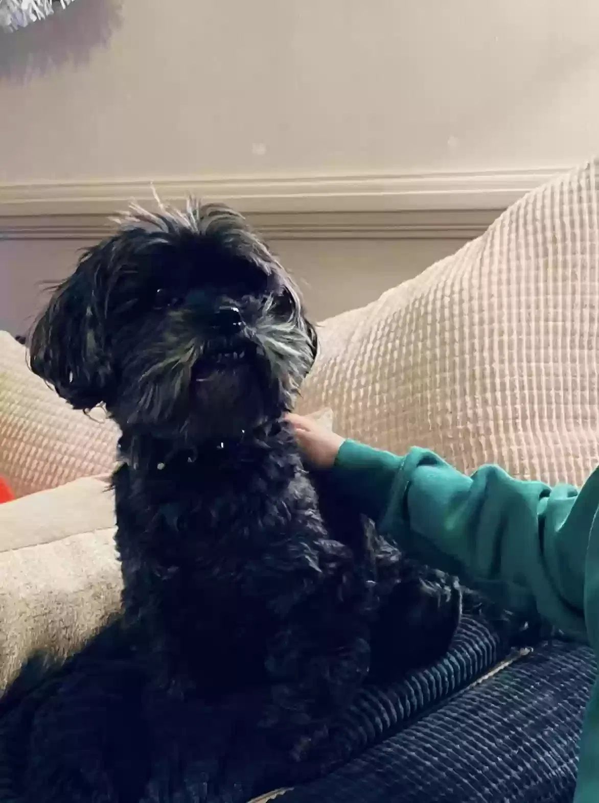 Brooklyn, ShihPoo Dog for adoption in Leeds, England