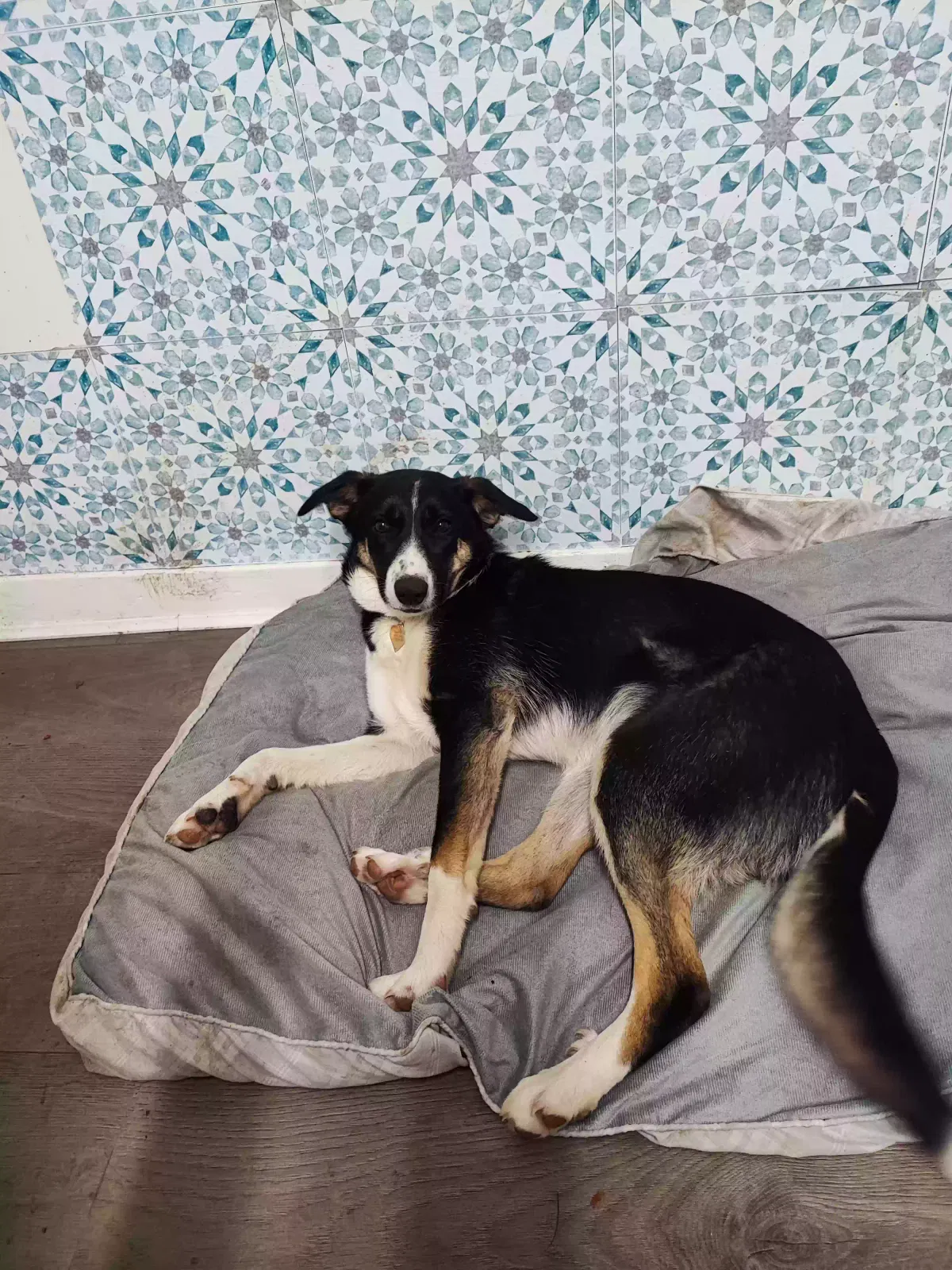Bella, Border collie Dog for adoption in Glasgow, Scotland