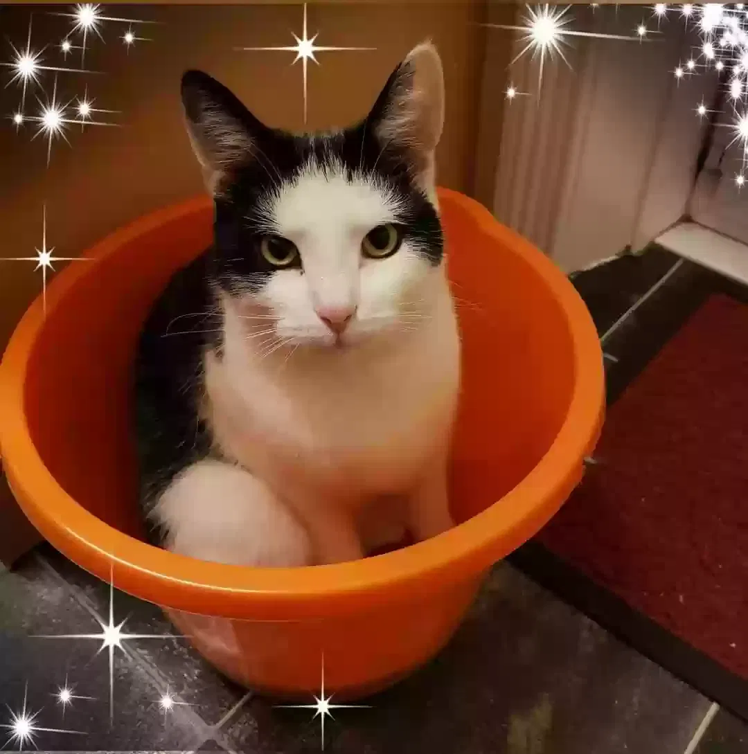 Oj, British short haired Cat for adoption in Bradford, England