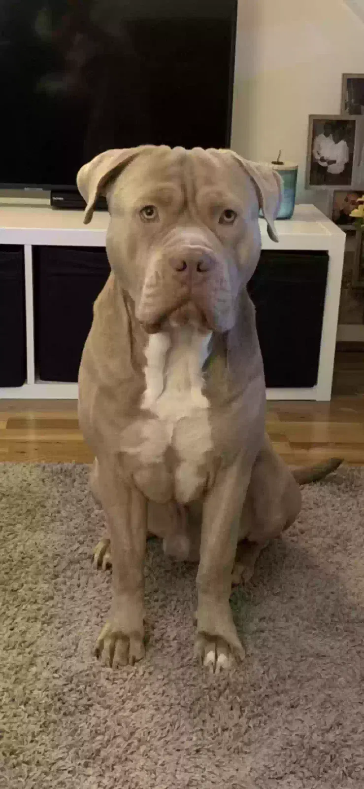 Blue, Bulldog Dog for adoption in London, England