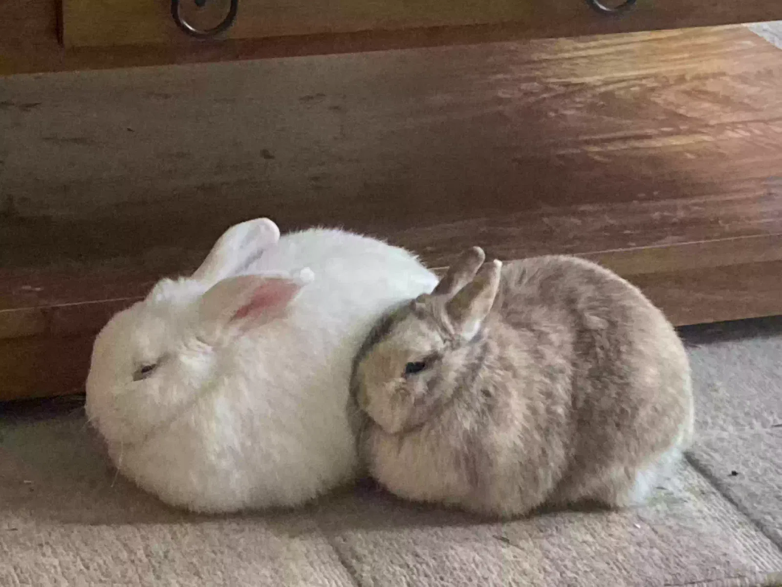 Coco and puffs, Netherland dwarf and half lop Pet for adoption in London, England