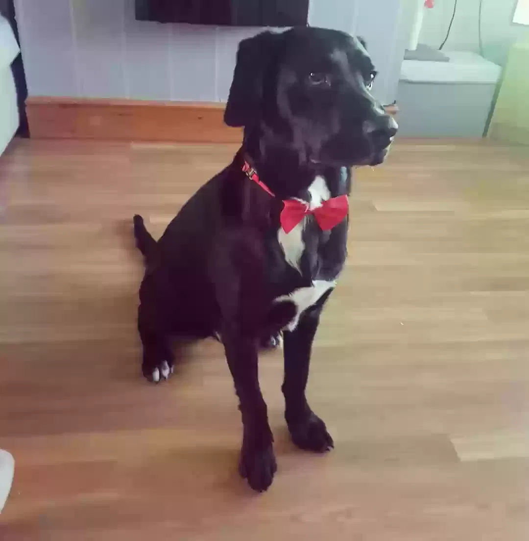 Titus, Labrador X Border Collie Dog for adoption in Sunderland, England