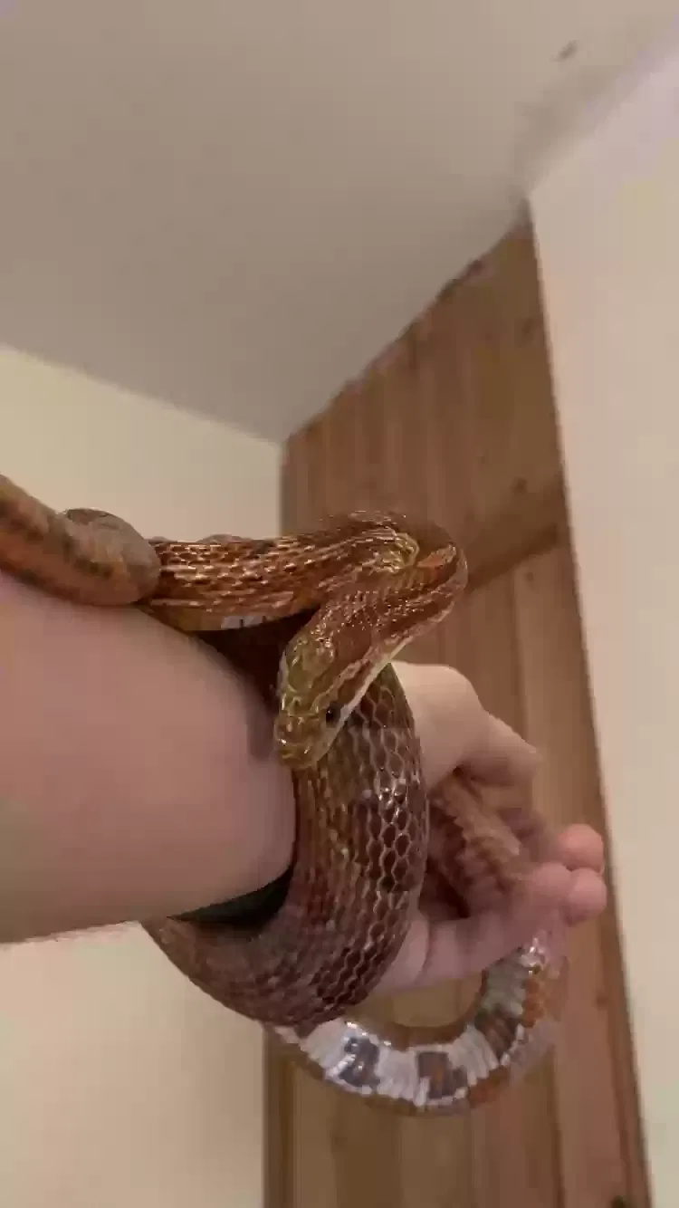 Juno, Corn Snake Reptile for adoption in Newcastle Upon Tyne, England
