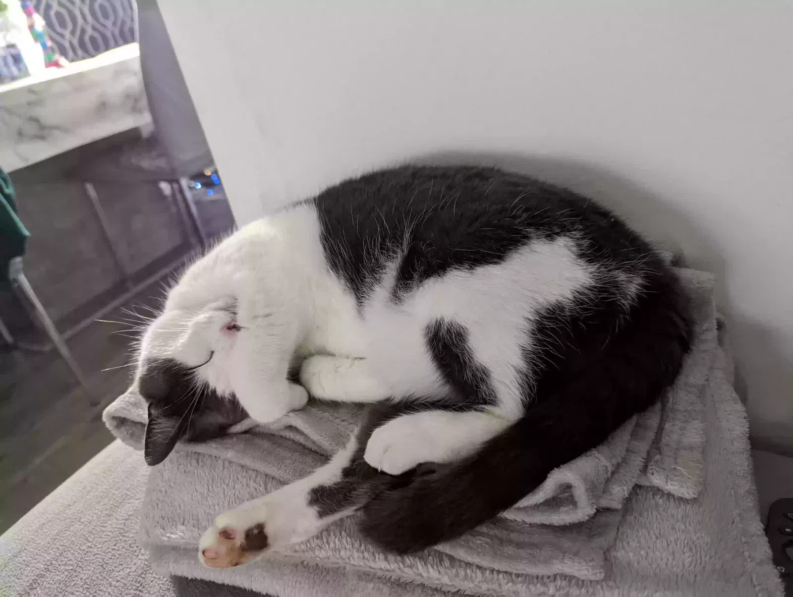Narla, Unknown Cat for adoption in St Albans, England